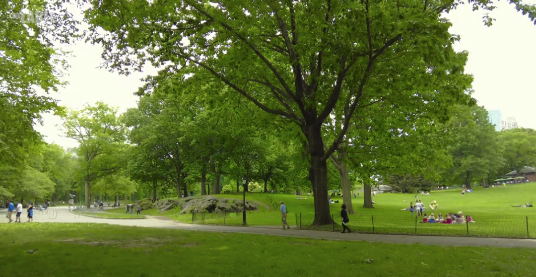 Image of a park with abundant trees, green grass, and several people enjoying the surroundings.