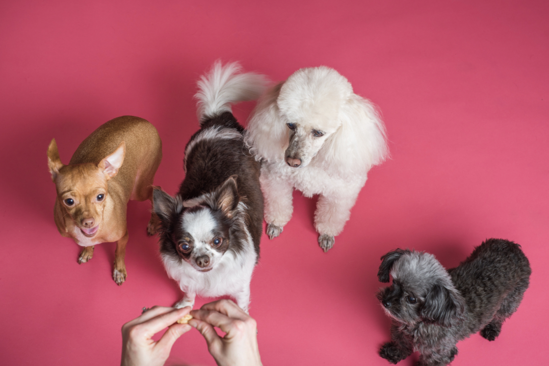 4 purebred dogs on a pink background.