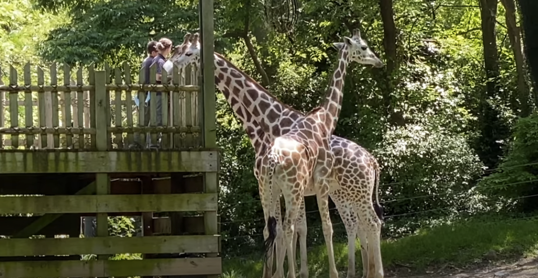 Image of giraffes with people nearby